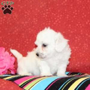 Poppy, Bichon Frise Puppy